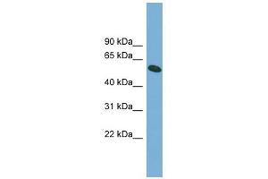 OMA1 antibody used at 1 ug/ml to detect target protein. (OMA1 antibody)