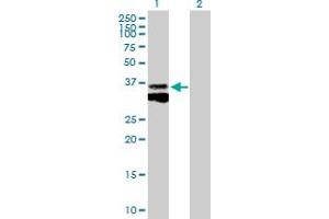 Western Blot analysis of CTSB expression in transfected 293T cell line by CTSB MaxPab polyclonal antibody. (Cathepsin B antibody  (AA 1-339))