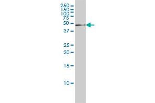 STK25 antibody  (AA 321-426)
