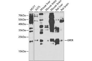 Western blot analysis of extracts of various cell lines, using GFER antibody (ABIN6132026, ABIN6141060, ABIN6141061 and ABIN6221123) at 1:1000 dilution.