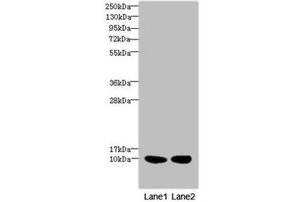 RPS27 antibody  (AA 1-84)