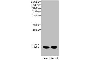 Western blot All lanes: RPS27antibody at 2. (RPS27 antibody  (AA 1-84))