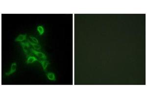 Immunofluorescence (IF) image for anti-Cytochrome C Oxidase Subunit VIc (COX6C) (Internal Region) antibody (ABIN1850328) (COX6C antibody  (Internal Region))