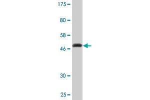 Western Blot detection against Immunogen (49. (KCNIP1 antibody  (AA 1-216))