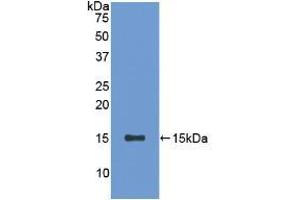 Western blot analysis of recombinant Rat SFRP5. (SFRP5 antibody  (AA 45-162))