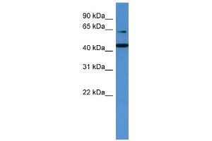WB Suggested Anti-TRAF3IP2 Antibody Titration: 0. (TRAF3IP2 antibody  (N-Term))