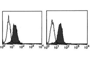Flow Cytometry (FACS) image for anti-MHC Class I Polypeptide-Related Sequence A (MICA) antibody (ABIN1108243) (MICA antibody)