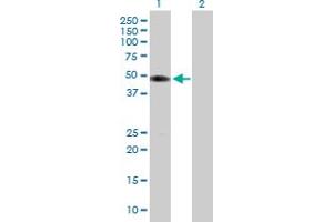 Western Blot analysis of TUFT1 expression in transfected 293T cell line by TUFT1 MaxPab polyclonal antibody. (TUFT1 antibody  (AA 1-390))