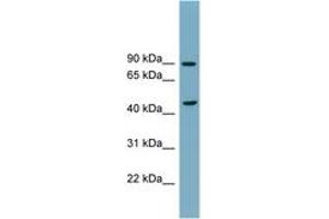 Image no. 1 for anti-Sphingomyelin phosphodiesterase 2, Neutral Membrane (Neutral Sphingomyelinase) (SMPD2) (N-Term) antibody (ABIN6743365) (SMPD2 antibody  (N-Term))