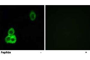 Immunofluorescence analysis of MCF-7 cells, using CELSR1 polyclonal antibody . (CELSR1 antibody  (AA 921-970))