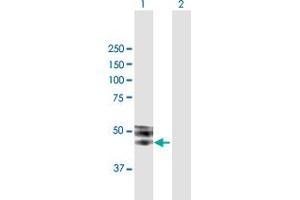 Western Blot analysis of ISLR expression in transfected 293T cell line by ISLR MaxPab polyclonal antibody. (ISLR antibody  (AA 1-428))