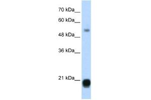 WB Suggested Anti-CBX3 Antibody Titration:  1. (CBX3 antibody  (Middle Region))