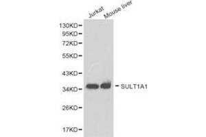 Western Blotting (WB) image for anti-Sulfotransferase Family, Cytosolic, 1A, Phenol-Preferring, Member 1 (SULT1A1) antibody (ABIN1874991) (SULT1A1 antibody)