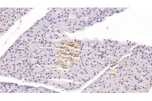 Detection of CLU in Rabbit Pancreas Tissue using Monoclonal Antibody to Clusterin (CLU) (Clusterin antibody  (AA 226-447))