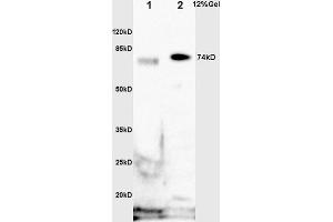 SDS-PAGE (SDS) image for anti-GRB2-Associated Binding Protein 2 (GAB2) (pSer159) antibody (ABIN685273)