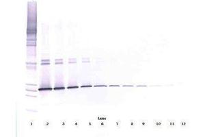 Image no. 3 for anti-Interleukin 5 (IL5) antibody (ABIN465636) (IL-5 antibody)