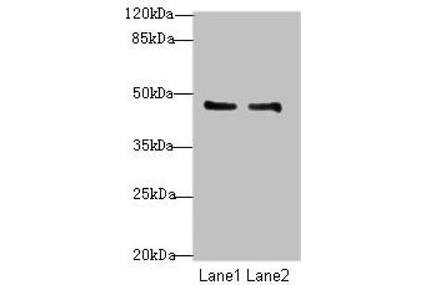 GPR34 antibody  (AA 1-61)