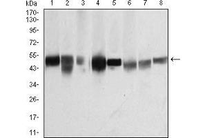 Western blot analysis using TUBB1 mouse mAb against K562 (1), HepG2 (2), A431 (3), Jurkat (4), Hela (5), NIH/3T3 (6), Cos7 (7) and PC12 (8) cell lysate. (TUBB1 antibody  (AA 33-166))