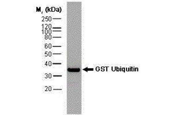 GST antibody  (Biotin)