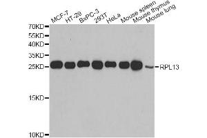 Western blot analysis of extracts of various cell lines, using RPL13 antibody (ABIN2559760) at 1:1000 dilution. (RPL13 antibody)