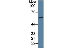 Detection of ICA1 in Human A549 cell lysate using Monoclonal Antibody to Islet Cell Autoantigen 1 (ICA1) (ICA1 antibody  (AA 1-258))