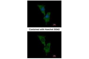 Immunofluorescence (IF) image for anti-Engulfment and Cell Motility 1 (ELMO1) (C-Term) antibody (ABIN2856311)