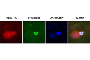 Immunocytochemistry: A431 cells were labeled with anti-RASSF1a(clone 3F3) mAb, and detection was using a biotinylated secondary antibody and Texas-red conj. (RASSF1 antibody  (Isoform A, N-Term))