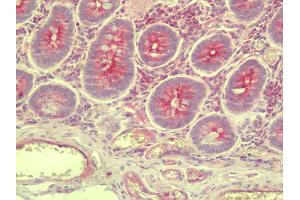 Anti-SLC35D3 / FRCL1 antibody IHC staining of human small intestine.