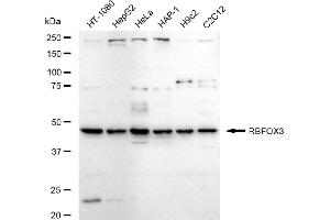 anti-RNA Binding Protein, Fox-1 Homolog 3 (RBFOX3) antibody