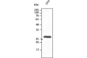Western Blotting (WB) image for anti-Green Fluorescent Protein (GFP) antibody (DyLight 550) (ABIN7273061) (GFP antibody  (DyLight 550))