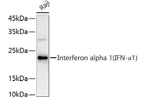 Western blot analysis of extracts of Raji cells, using Interferon alpha 1 (IFN-α1) antibody (ABIN3020880, ABIN3020881, ABIN3020882 and ABIN6213772) at 1:1000 dilution. (IFNA1 antibody  (AA 25-155))