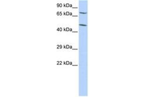 ZNF672 antibody  (C-Term)