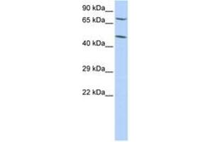 Image no. 1 for anti-Zinc Finger Protein 672 (ZNF672) (C-Term) antibody (ABIN6742886) (ZNF672 antibody  (C-Term))