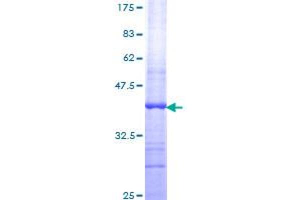 NOXO1 Protein (AA 1-100) (GST tag)