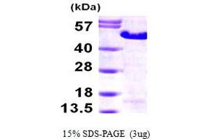 SDS-PAGE (SDS) image for Melanoma Antigen Family A, 3 (MAGEA3) (AA 1-314) protein (His tag) (ABIN667830) (MAGEA3 Protein (AA 1-314) (His tag))