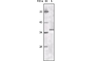 Western Blotting (WB) image for anti-K(lysine) Acetyltransferase 8 (KAT8) (truncated) antibody (ABIN2464086) (MYST1 antibody  (truncated))