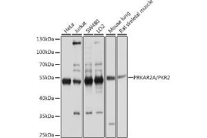 Western blot analysis of extracts of various cell lines, using PKA RIIα (PRKA)/PKR2 antibody (ABIN1513416, ABIN3022083, ABIN3022084 and ABIN5663933) at 1:1000 dilution. (PRKAR2A antibody  (AA 1-404))