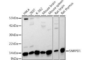Western blot analysis of extracts of various cell lines, using SNRPD1 antibody (ABIN7270363) at 1:1000 dilution. (SNRPD1 antibody  (AA 1-100))
