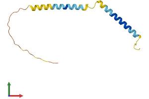Protein Structure (PS) image for WW Domain Binding Protein 5 (WBP5) (AA 1-104) protein (His tag) (ABIN7545151)