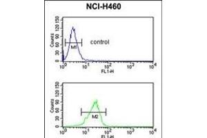 PITX1 Antibody (Center) (ABIN391506 and ABIN2841469) flow cytometric analysis of NCI- cells (bottom histogram) compared to a negative control cell (top histogram). (PITX1 antibody  (AA 123-150))