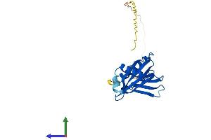 AlphaFold protein structure predicition of Mouse Recombinant Itgb1bp1 Protein, UniprotID O35671