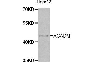 Western blot analysis of extracts of HepG2 cells, using ACADM antibody (ABIN5970961) at 1/1000 dilution. (Medium-Chain Specific Acyl-CoA Dehydrogenase, Mitochondrial antibody)