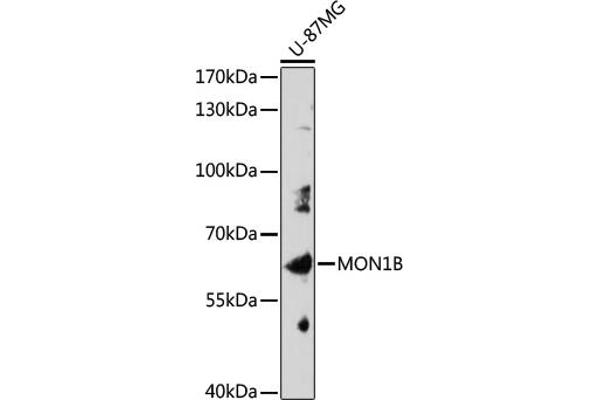 MON1B antibody  (AA 481-547)
