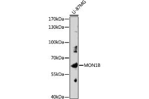 Western blot analysis of extracts of U-87MG cells, using MON1B antibody (ABIN7268681) at 1:1000 dilution. (MON1B antibody  (AA 481-547))