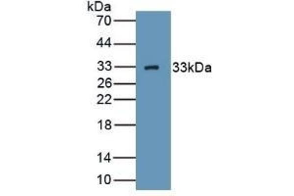 C1QBP antibody  (AA 76-282)