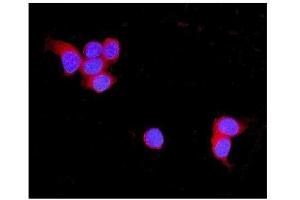 IF analysis of TNXB using anti-TNXB antibody (ABIN3043715). (TNXB antibody  (C-Term))
