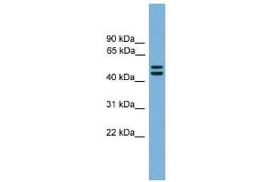 Western Blot showing GORASP1 antibody used at a concentration of 1-2 ug/ml to detect its target protein. (GORASP1 antibody  (N-Term))