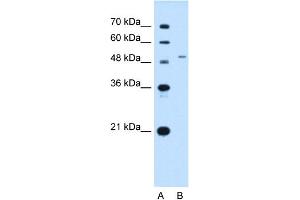 WB Suggested Antibody Titration:  2.