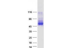 Validation with Western Blot (TMEM51 Protein (Transcript Variant 3) (Myc-DYKDDDDK Tag))