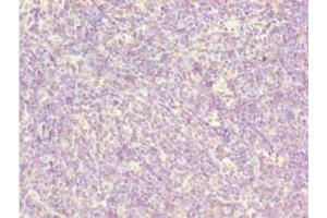 Immunohistochemistry of paraffin-embedded human thymus tissue using ABIN7145774 at dilution of 1:100